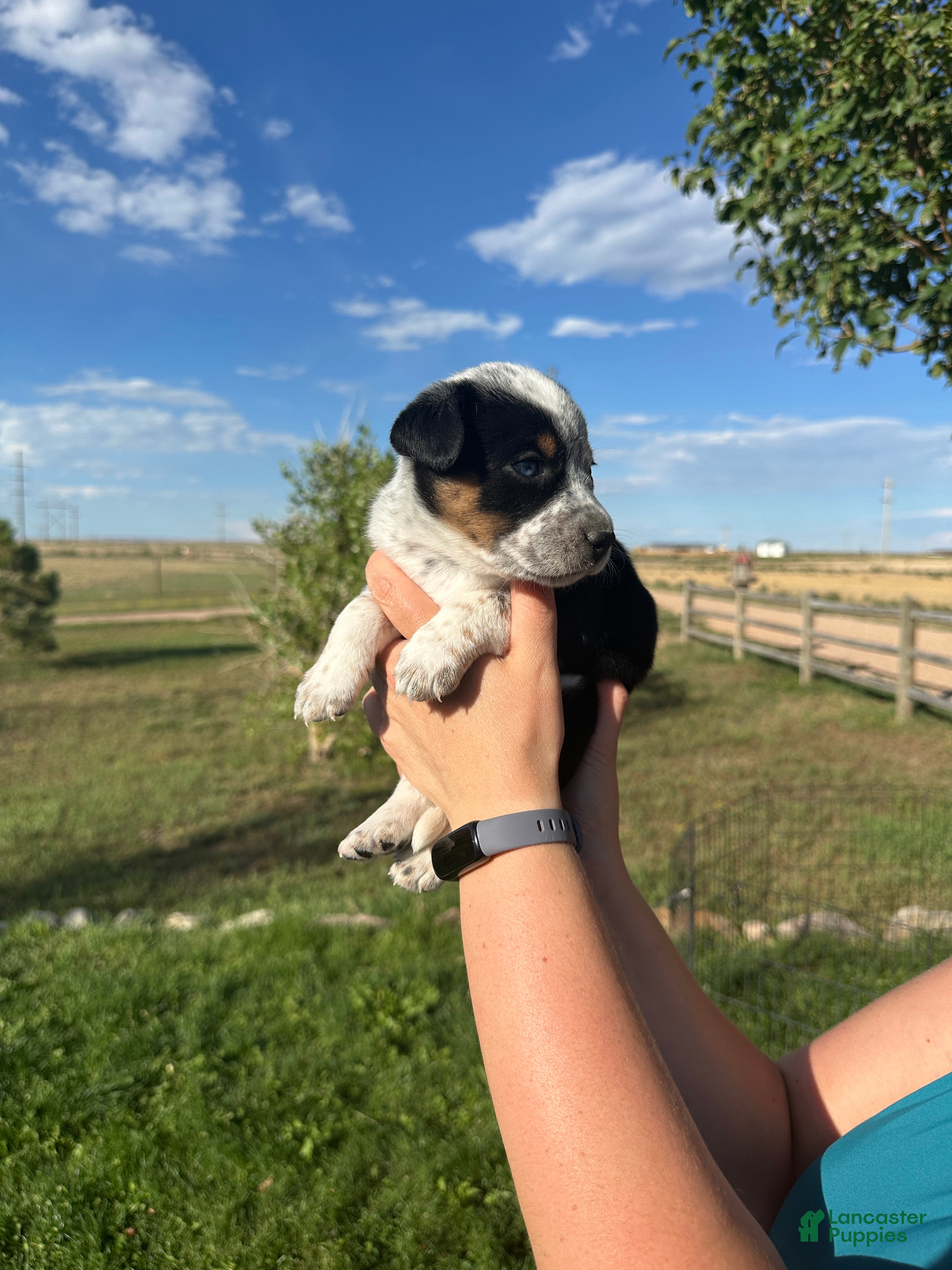 Mixed Breed dogs Tri Girl 1 - Ad 1