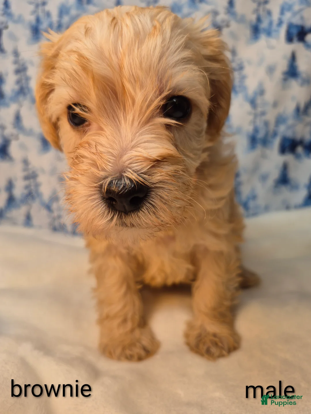 Mixed Breed dogs for sale: Mixed Breed Puppy 4 - Ad 3