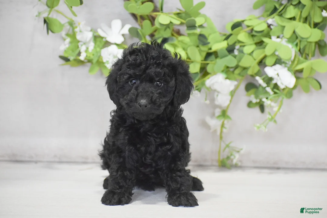 Toy Poodle dogs for sale: Hailey - Ad 1