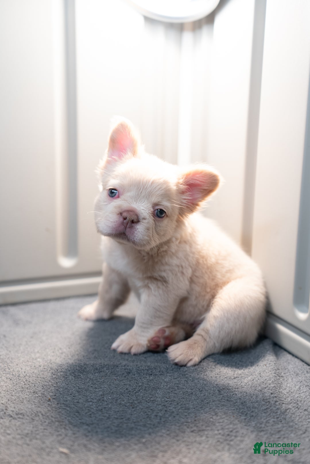 French Bulldog dogs for sale: Snow White - Ad 3