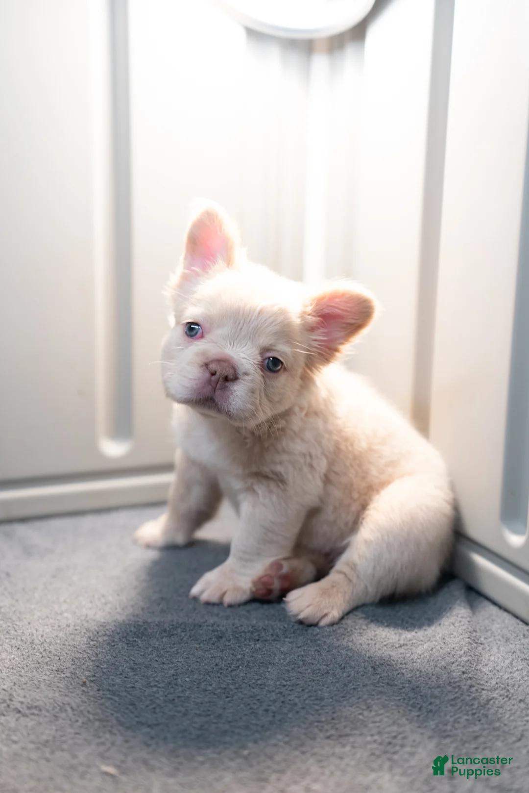 French Bulldog dogs for sale: Snow White - Ad 3