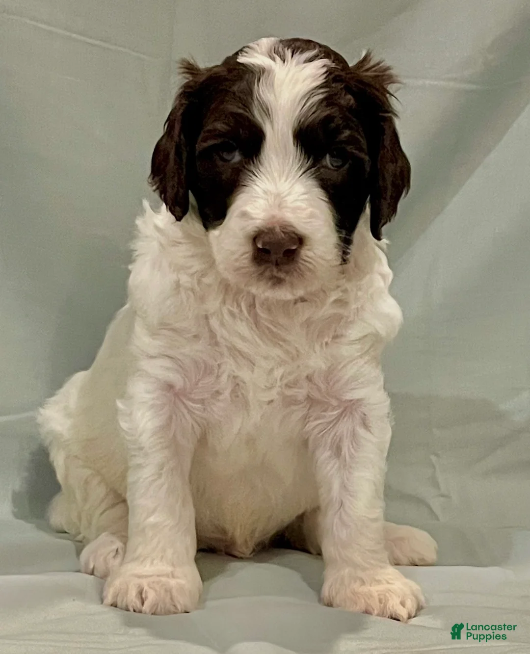 Labradoodle dogs for sale: Truffle  - Ad 1