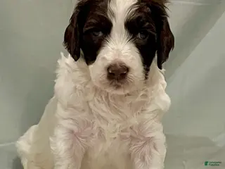 Labradoodle dogs Truffle - Ad 6