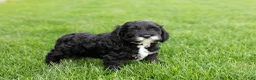 Cockapoo dogs for sale: Buster  - Ad 5