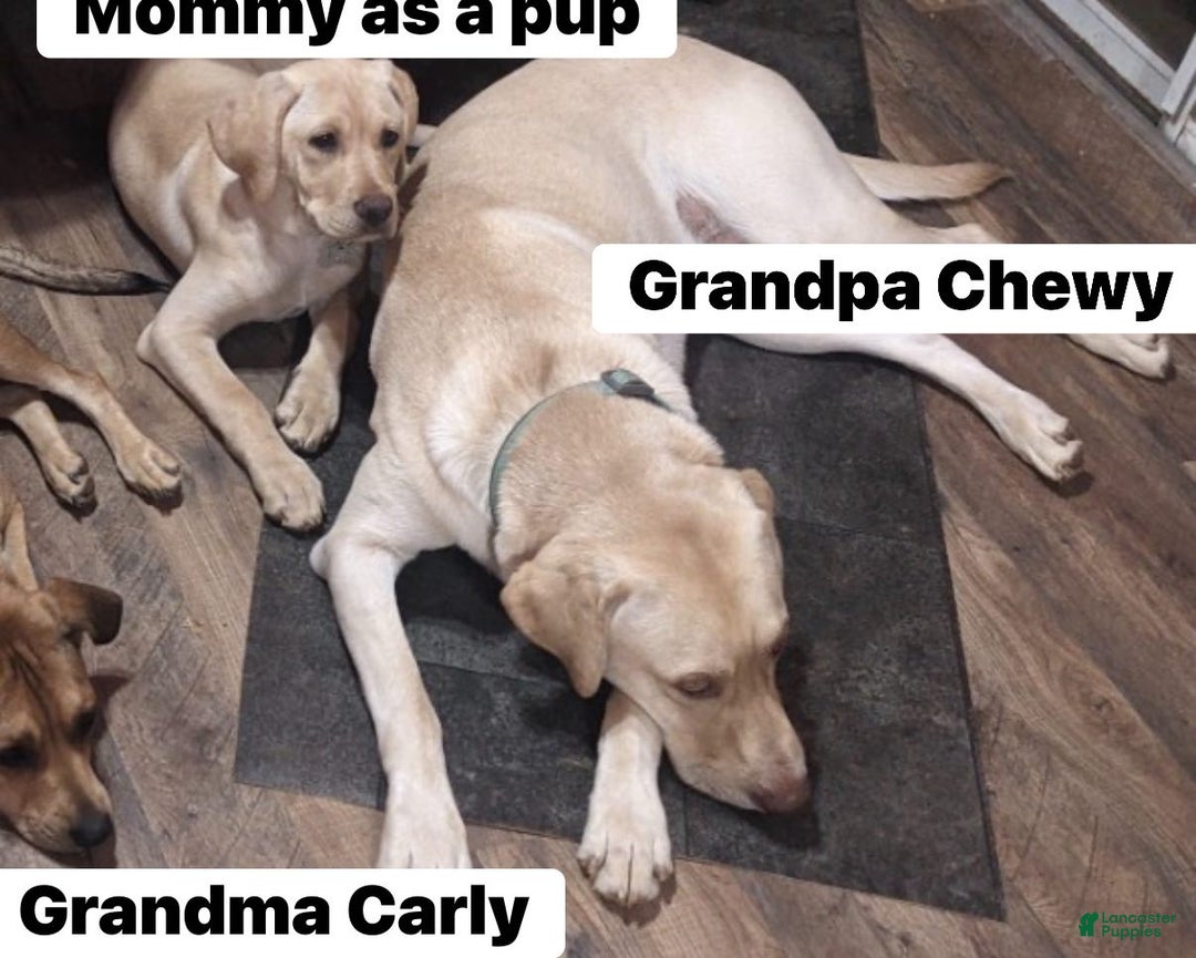 Mixed Breed dogs for sale: Carmella / Cinimini / Honey / Albany / Mini zoo / midnight - Ad 8