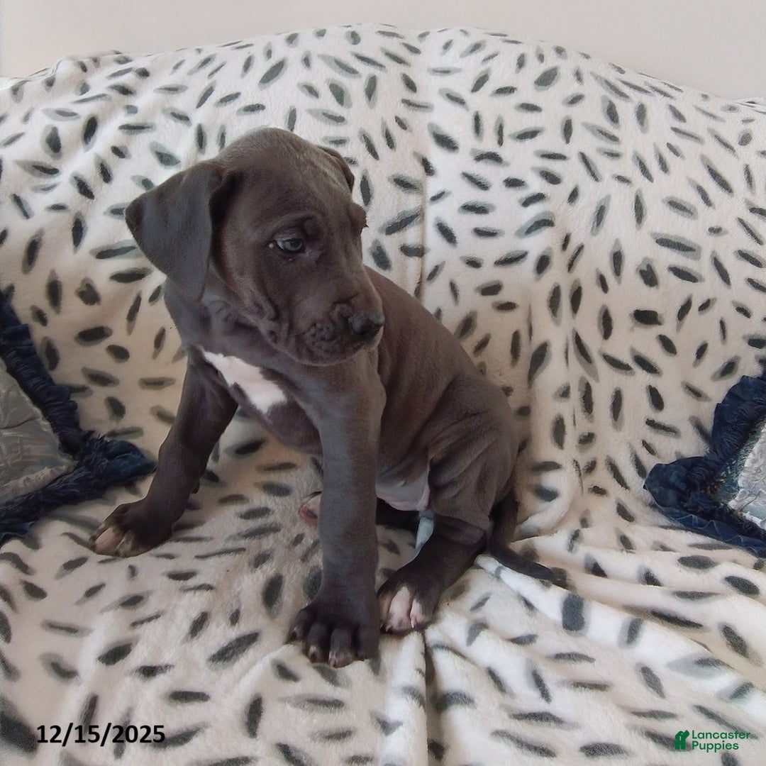 Great Dane dogs for sale: Kyla - Ad 2