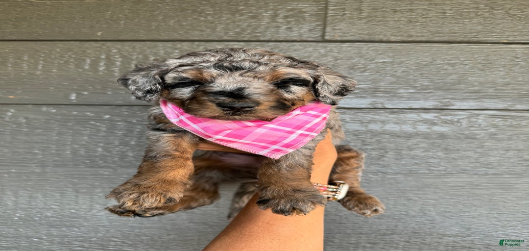 Gallery Image {{count}}