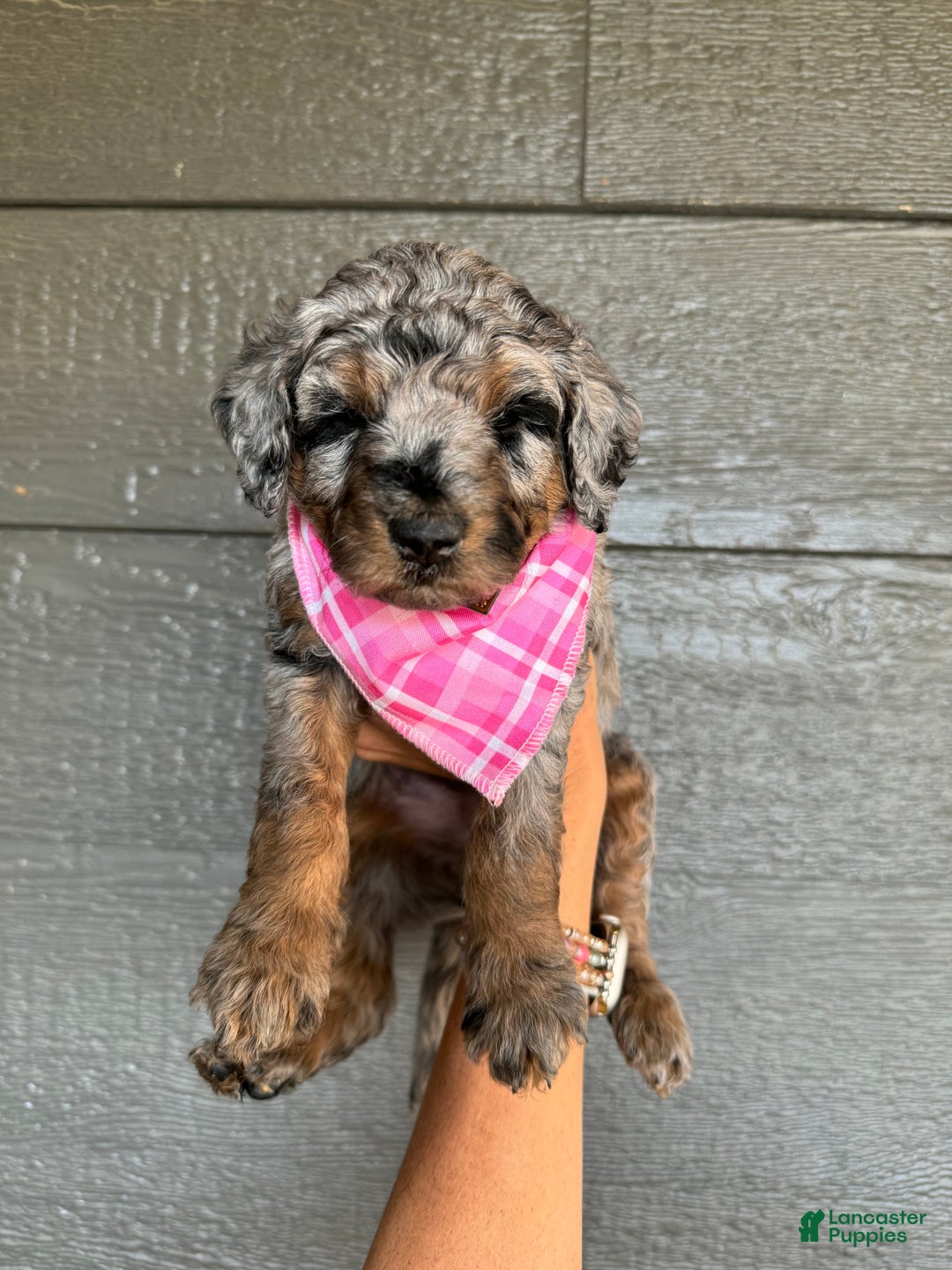 Gallery Image {{count}}