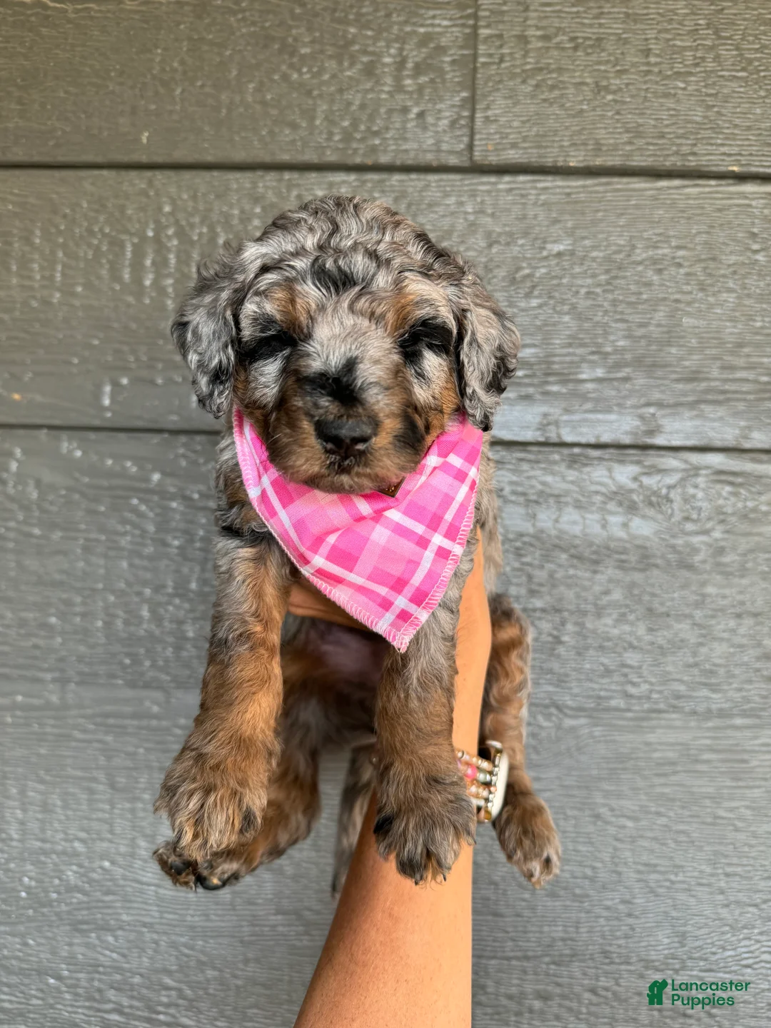 Gallery Image {{count}}