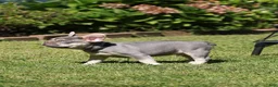 French Bulldog dogs for sale: Leroy - Ad 6