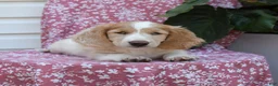 Miniature Dachshund dogs for sale: Bedelia "Special Needs" - Ad 4