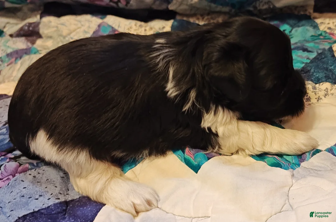 Miniature Schnauzer dogs for sale: Miniature Schnauzer Boy 1 - Ad 5