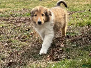 Collie dogs Moose - Ad 7