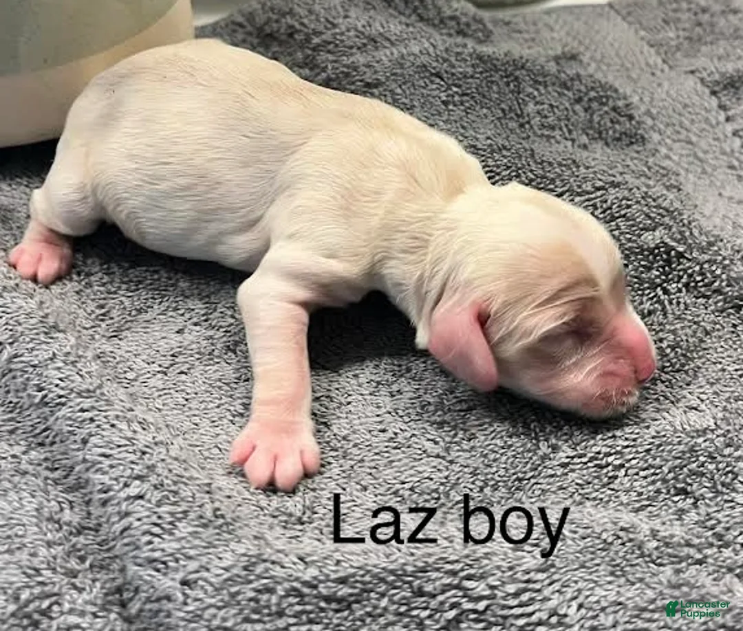 Cocker Spaniel dogs for sale: Cocker Spaniel Puppy 2 - Ad 1