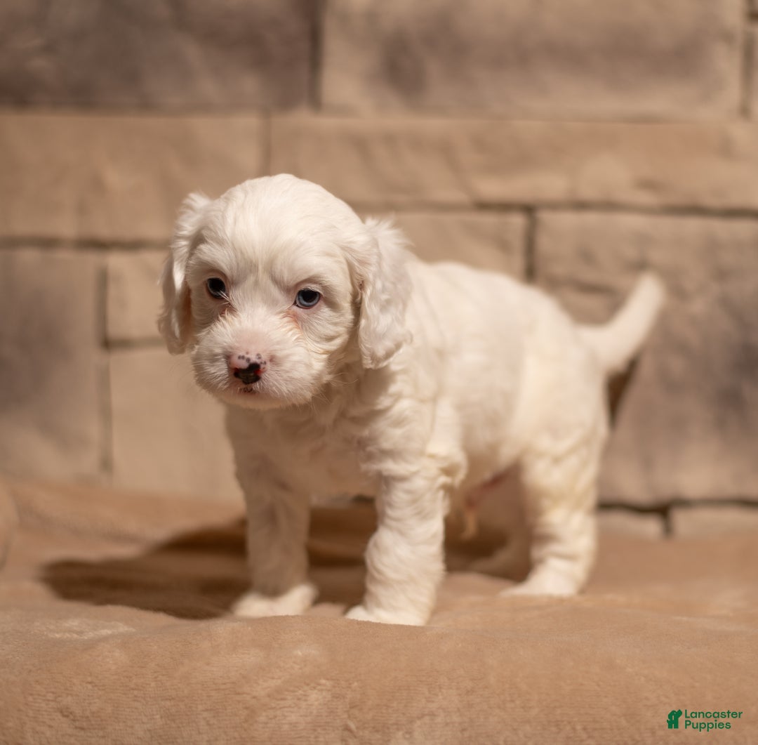 Cavapoo dogs for sale: Oliver - Ad 5