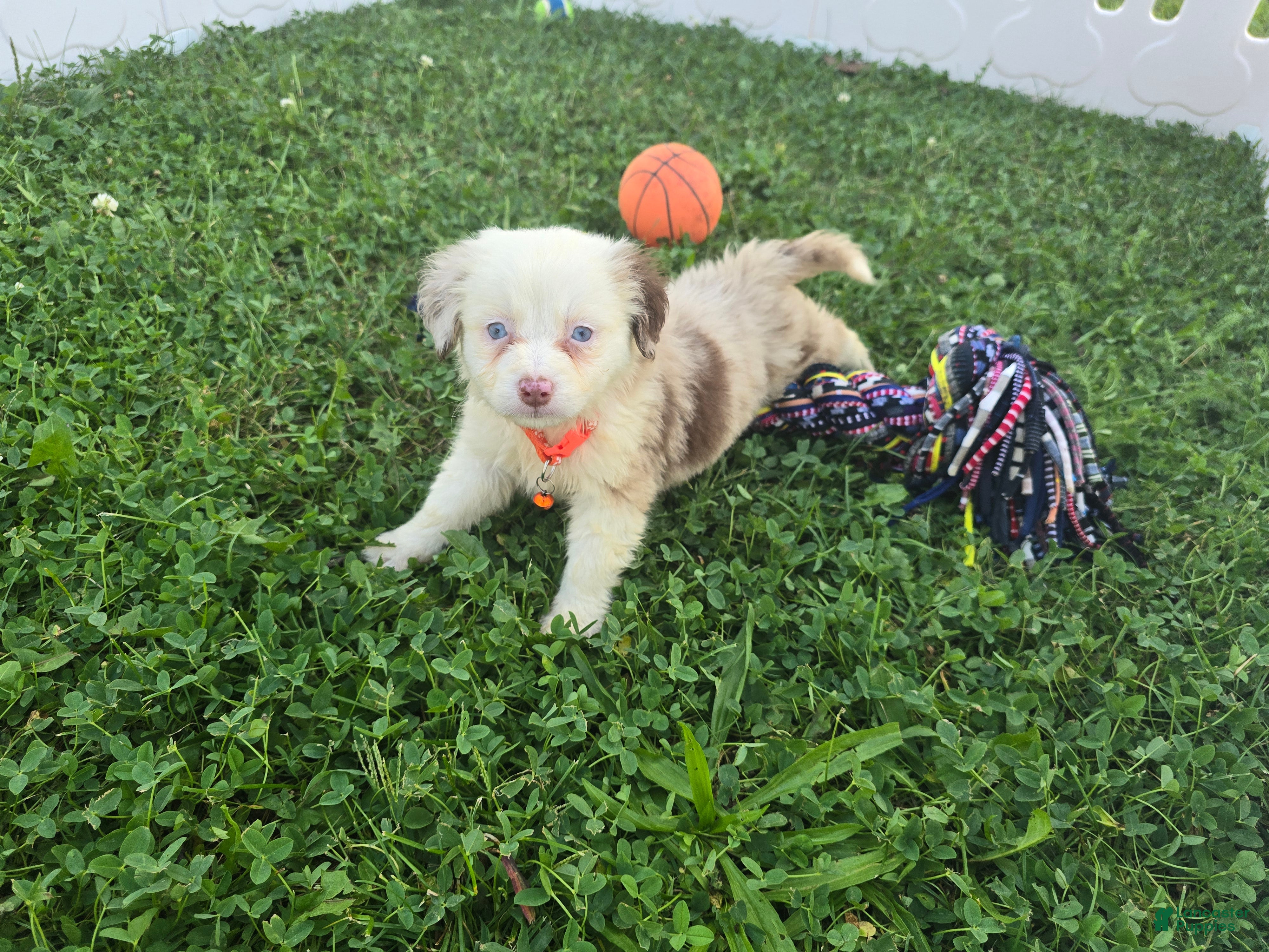 Toy Australian Shepherd dogs Boy 3 - Ad 2