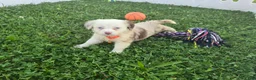 Toy Australian Shepherd dogs for sale: Boy 3 - Ad 2