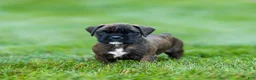 Boxer dogs for sale: Lenny Boxer Puppy  - Ad 4