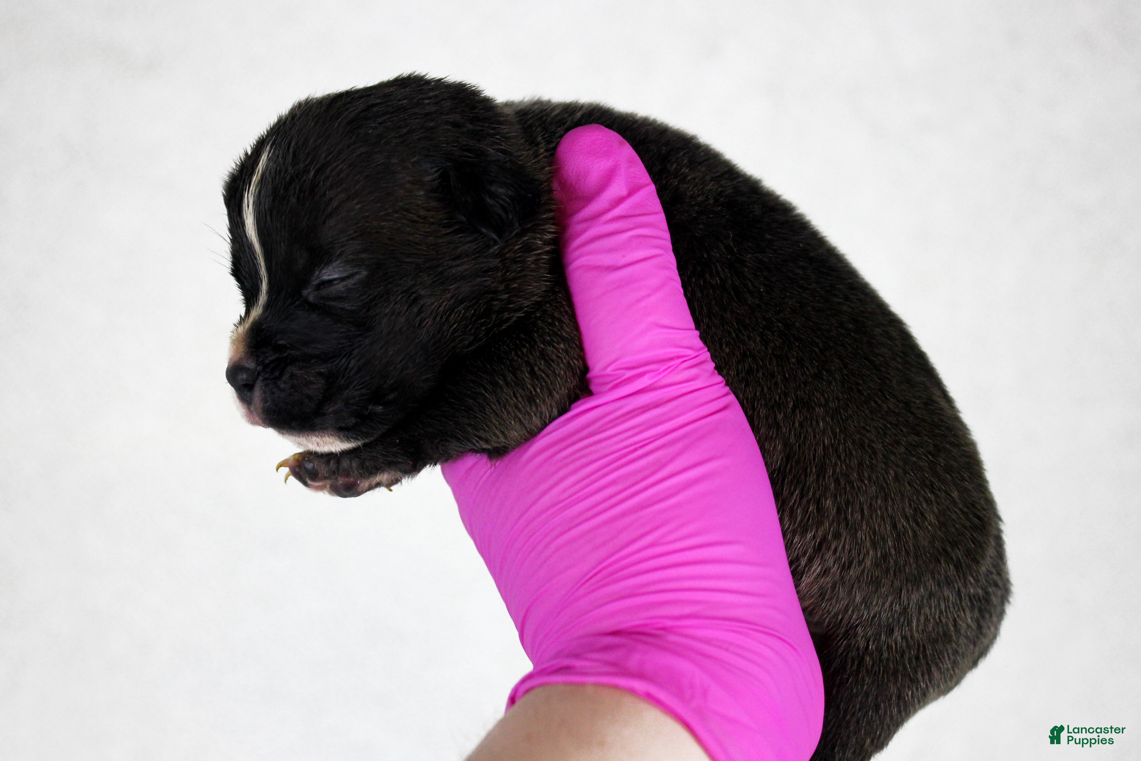 American Bully dogs Black Male - Ad 1