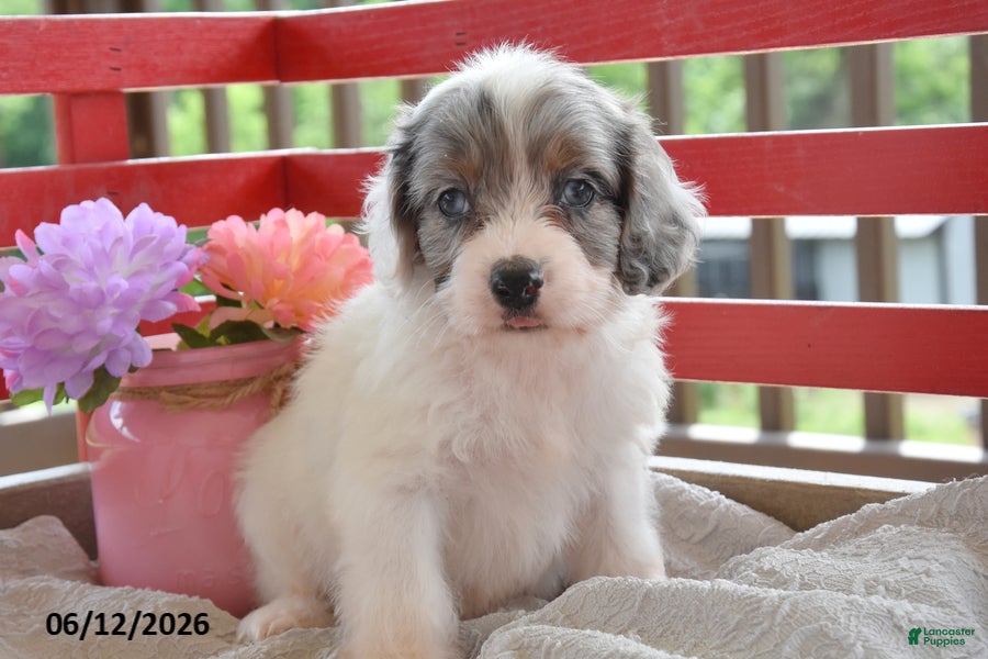 Cockapoo dogs Quill - Ad 2