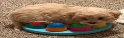 Mixed Breed dogs for sale: Frosted Flakes  - Ad 3