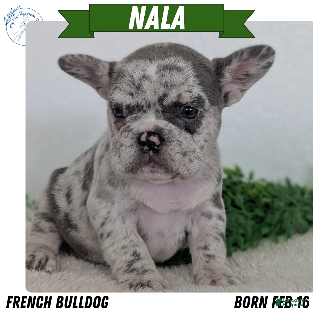 French Bulldog dogs for sale: Nala - Ad 1