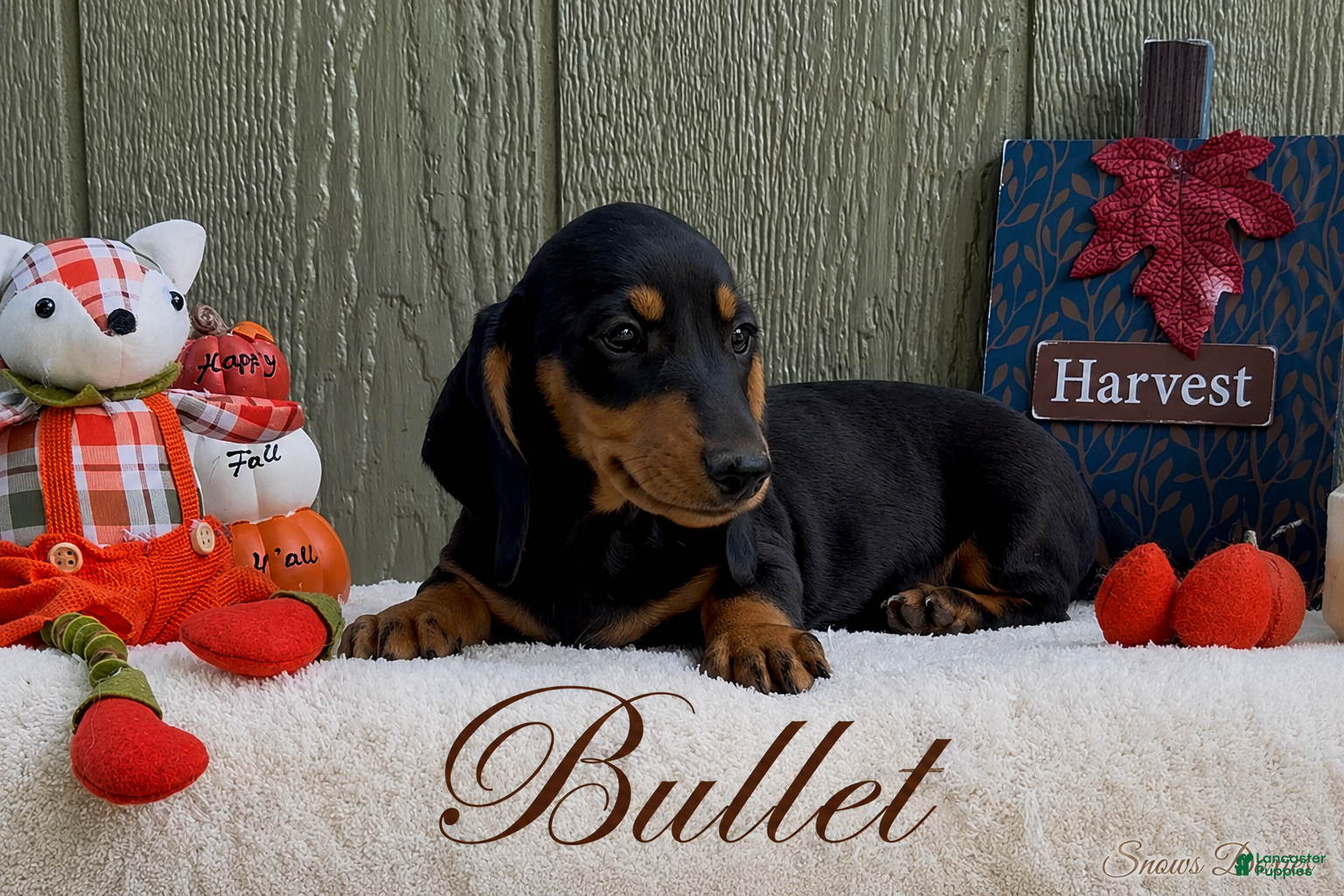 Miniature Dachshund dogs Bullet - Ad 2