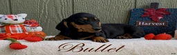 Miniature Dachshund dogs for sale: Bullet - Ad 2