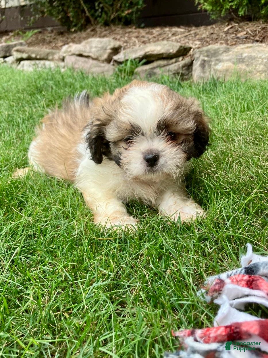 Shih Tzu dogs Tucker - Ad 2