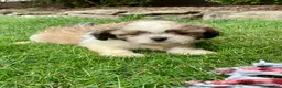 Shih Tzu dogs for sale: Tucker - Ad 2