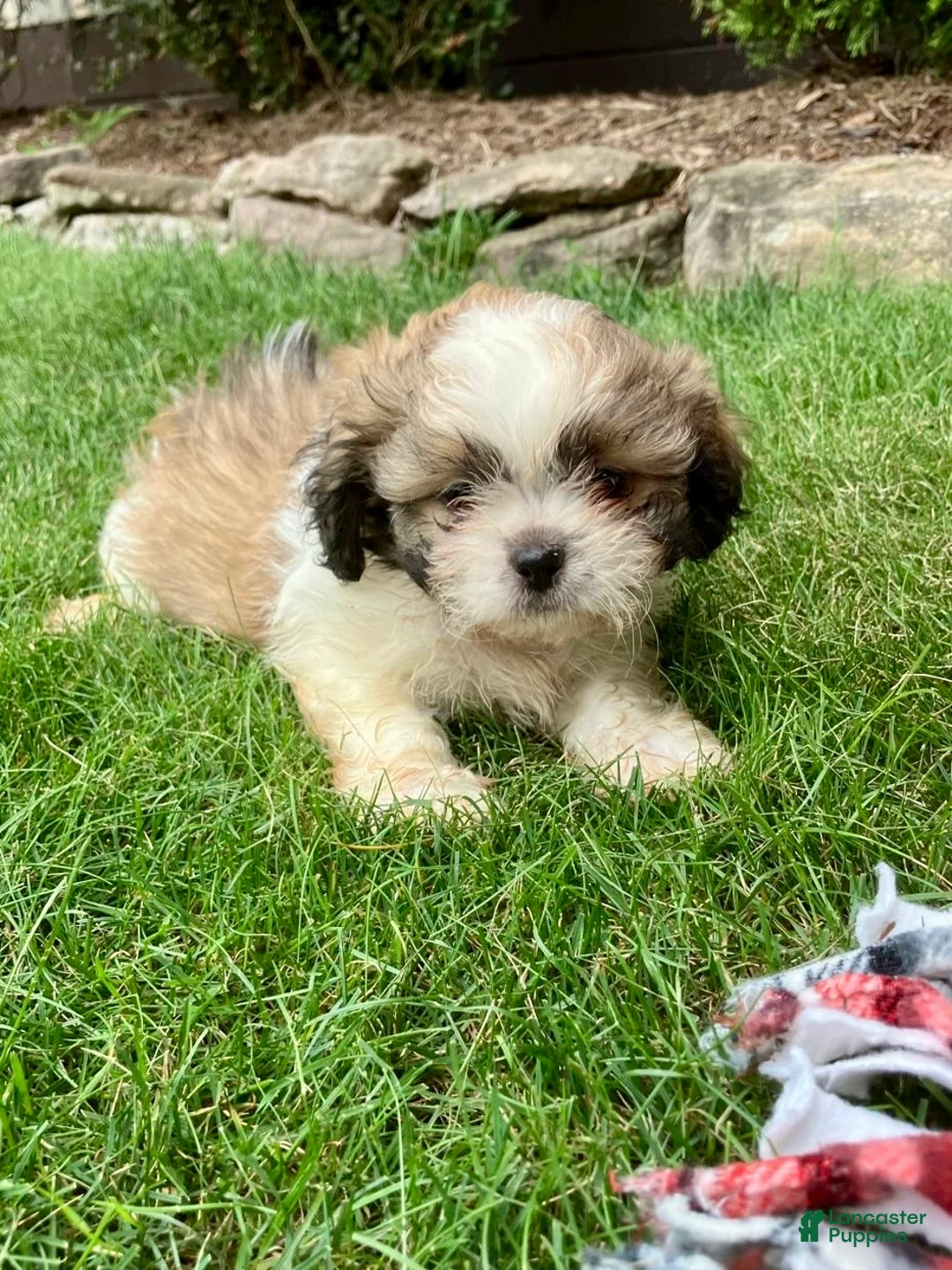 Shih Tzu dogs for sale: Tucker - Ad 2