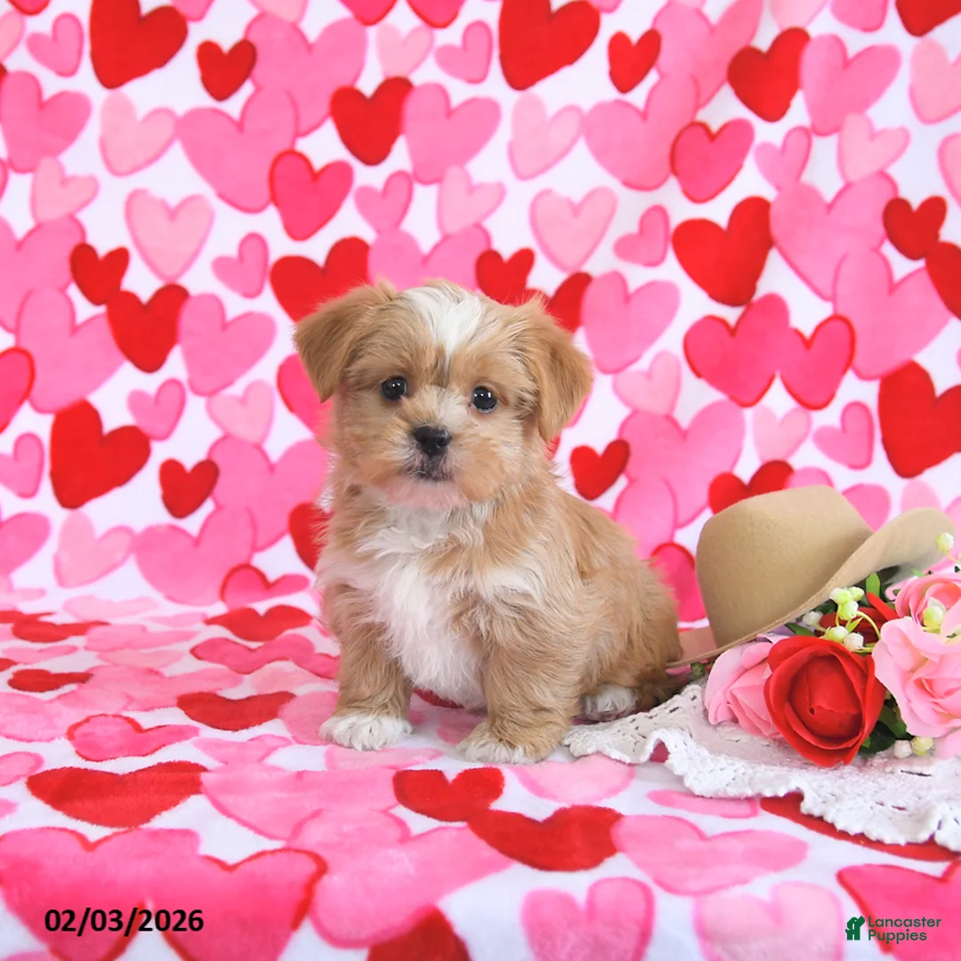 Shorkie dogs for sale: Honey - Ad 1