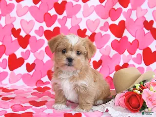 Shorkie dogs Honey - Ad 3