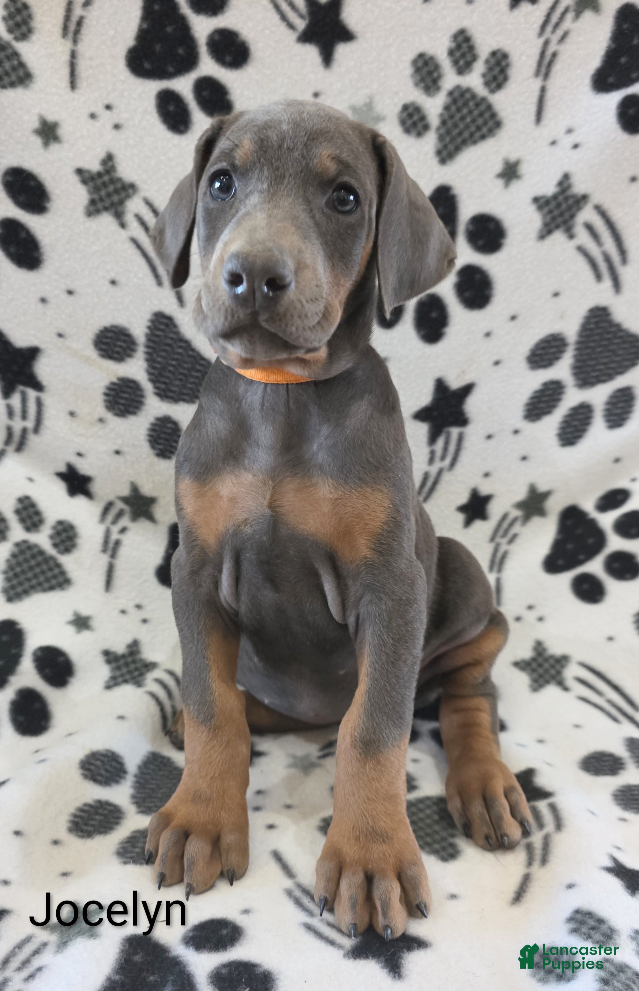 Doberman Pinscher dogs Doberman Pinscher Puppy 8 - Ad 4