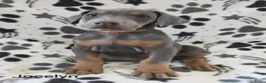 Doberman Pinscher Puppy 8