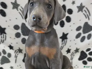 Doberman Pinscher dogs Doberman Pinscher Puppy 8 - Ad 4