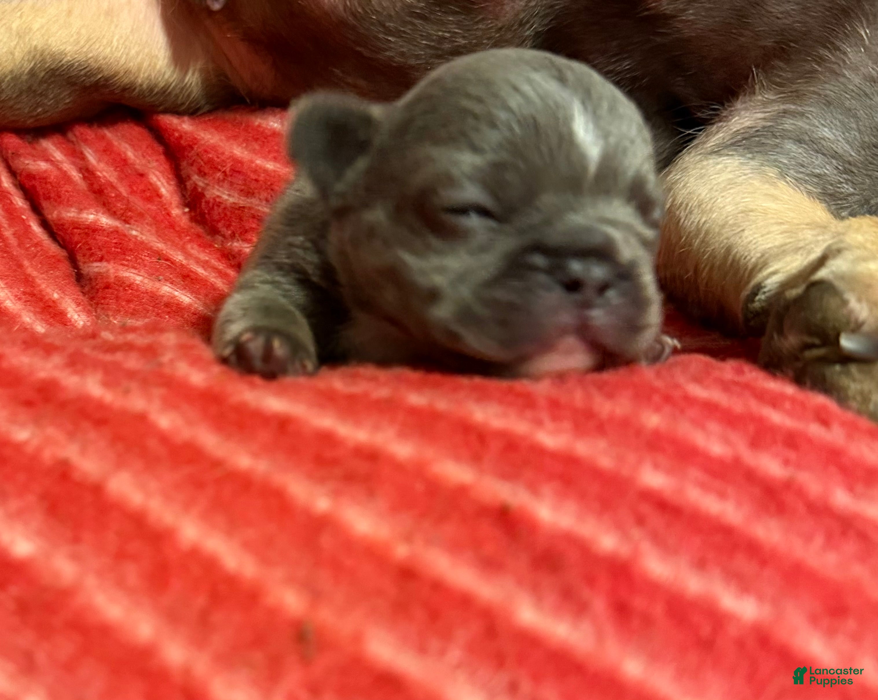 French Bulldog dogs Irish - Ad 2