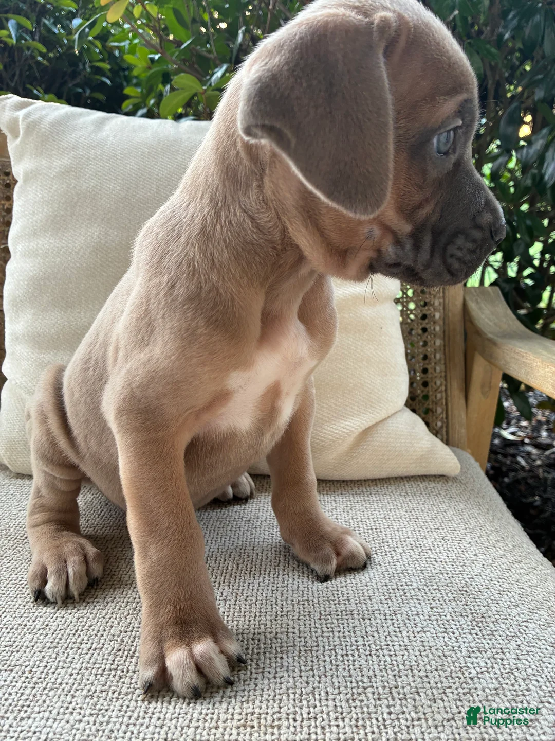 Cane Corso dogs for sale: Cane Corso Formentino  - Ad 2
