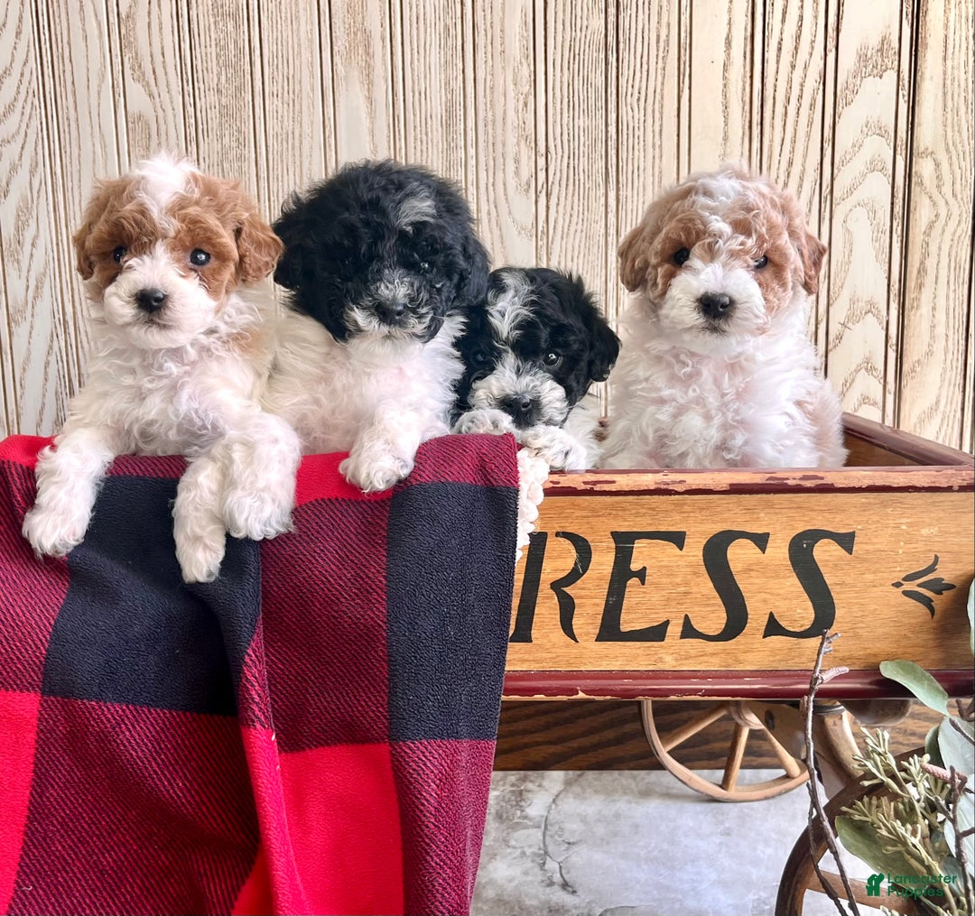 Miniature Poodle dogs for sale: Baby Miles🐾❤️AKC❤️Call 717-847-3183 - Ad 3