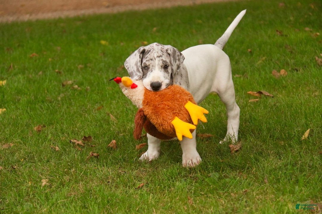 Great Dane dogs Colton Great Dane  - Ad 2