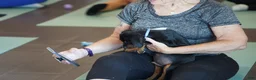 Rottweiler dogs for sale: Romeo - Ad 8