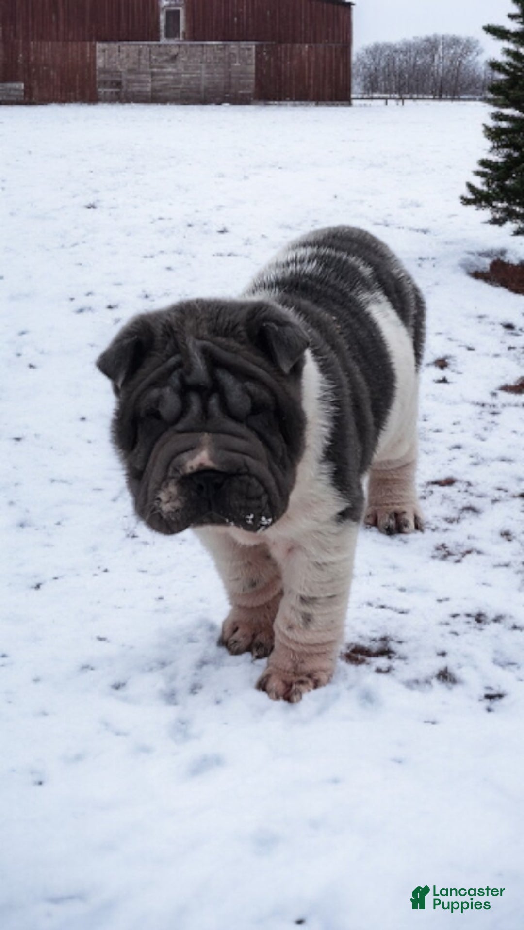 Shar Pei dogs for sale: Bluella blue flower mini - Ad 4