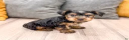 Yorkshire Terrier dogs for sale: Jordan - Ad 3