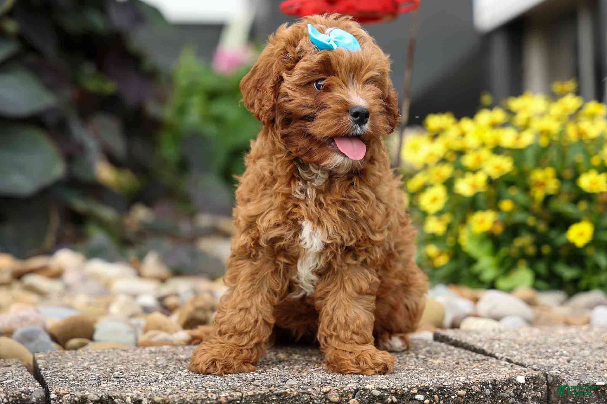 Cavapoo dogs Kody 🐶 - Ad 1