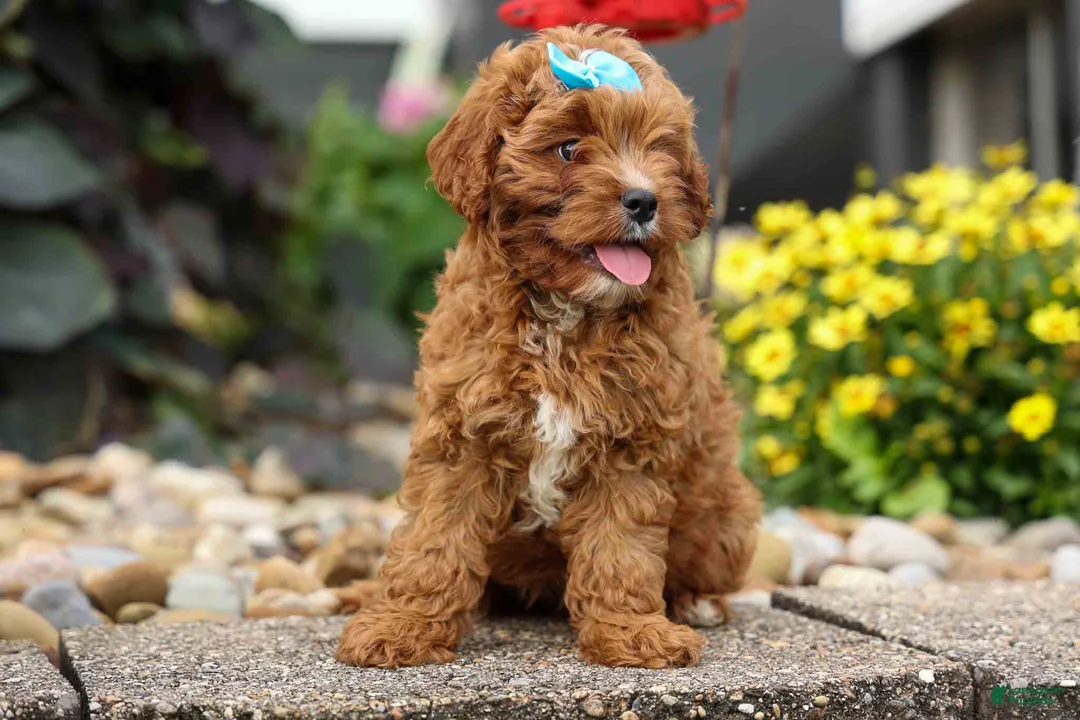 Cavapoo dogs for sale: Kody 🐶 - Ad 1