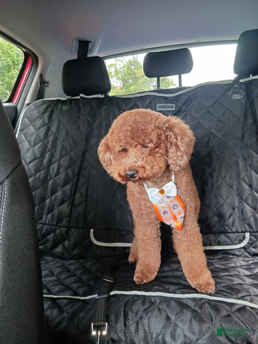 Toy Poodle dogs for sale: Toy Poodle Puppy 2 - Ad 5