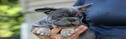 French Bulldog dogs for sale: 🐾 Mickey - Ad 9