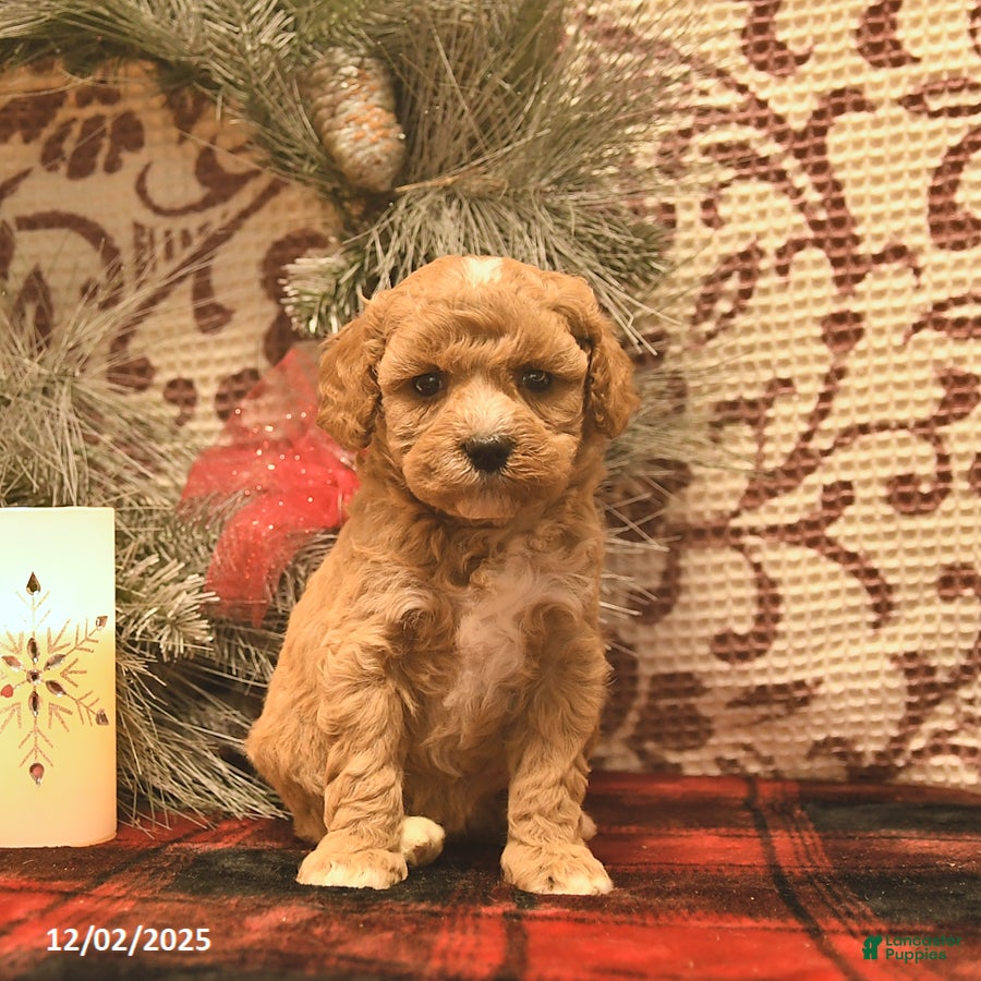 Cavachon dogs Holly  - Ad 32
