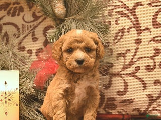 Cavachon dogs Holly - Ad 12