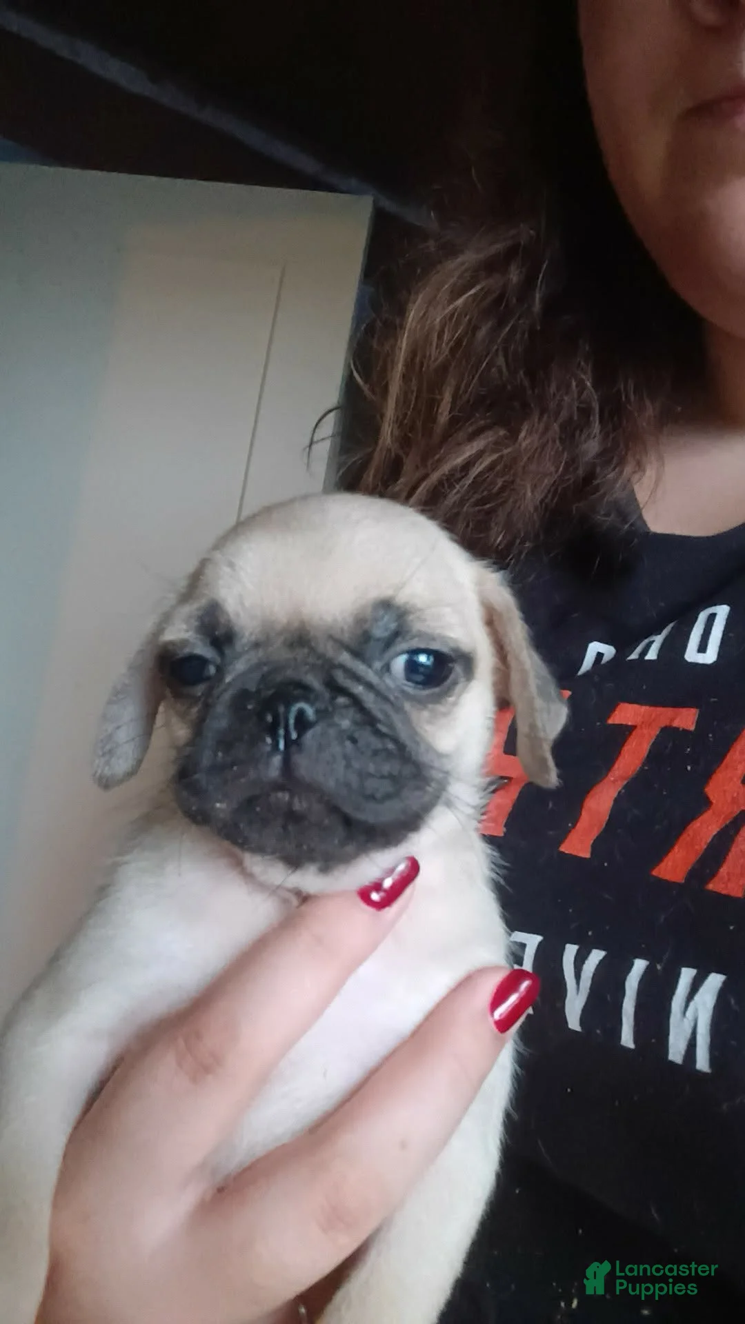 Pug dogs for sale: RAZZY  - Ad 1